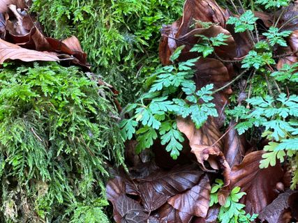 Foto de Norbert Herbig a lo largo del recorrido