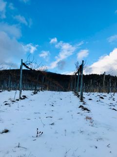 Fotografija s spletne strani Kellner Heidi na poti