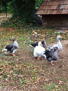 Fotografie z Kellner Heidi na trase