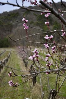 Foto de Kellner Heidi a lo largo del recorrido