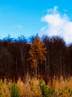 Fotografija s spletne strani Kellner Heidi na poti