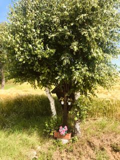 Foto de Kellner Heidi a lo largo del recorrido