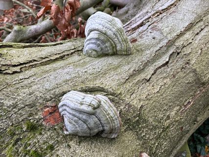 Fotografija s spletne strani Norbert Herbig na poti