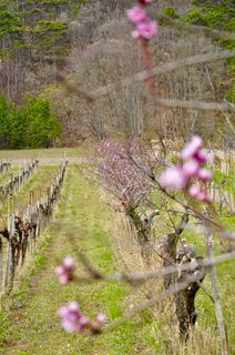 Foto de Kellner Heidi a lo largo del recorrido