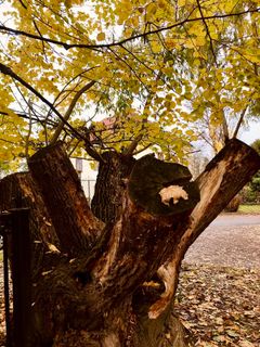 Foto de Kellner Heidi a lo largo del recorrido