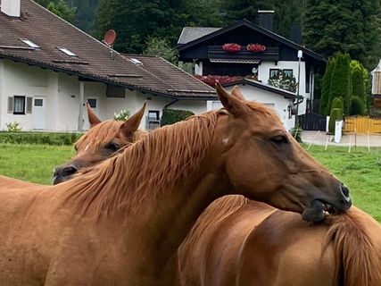 Photo de Dirk und Sandra le long du parcours