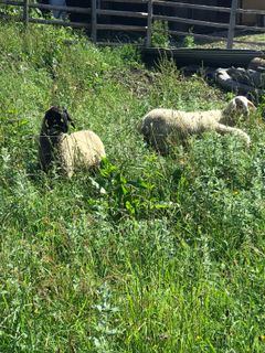 Fotografija s spletne strani Kellner Heidi na poti