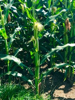 Photo de Kellner Heidi le long du parcours