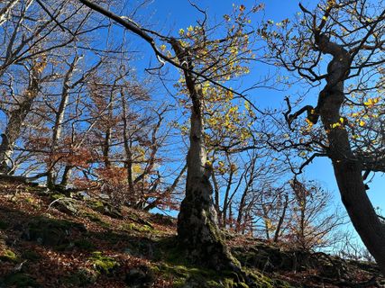 Photo de Norbert Herbig le long du parcours