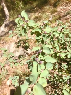Photo de Kellner Heidi le long du parcours