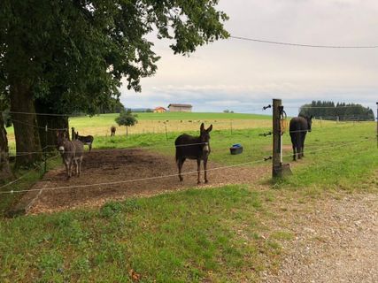 Fotografia z Andreas E. Neuhold na trase