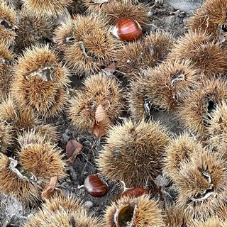 Fotografija s spletne strani Norbert Herbig na poti