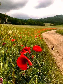 Photo de Kellner Heidi le long du parcours