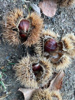 Fotografija s spletne strani Norbert Herbig na poti