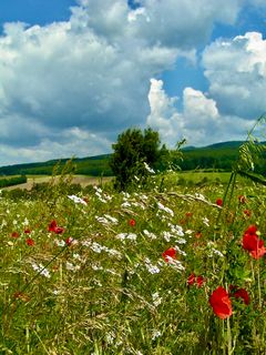 Photo de Kellner Heidi le long du parcours