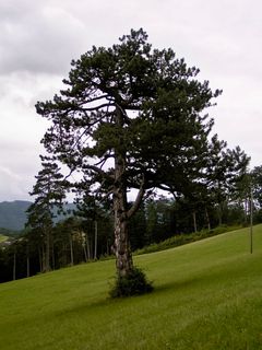 Foto von Kellner Heidi entlang der Tour