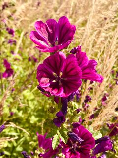 Foto de Kellner Heidi a lo largo del recorrido