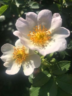 Foto de Kellner Heidi a lo largo del recorrido