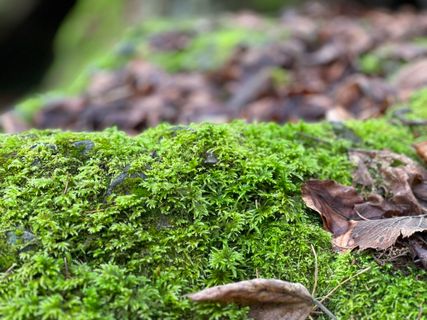 Foto de Norbert Herbig a lo largo del recorrido