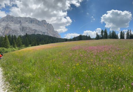 Fotografija s spletne strani Tizz Canins na poti