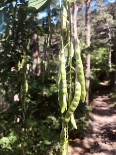 Photo de Kellner Heidi le long du parcours