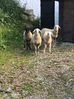 Fotografija s spletne strani Kellner Heidi na poti
