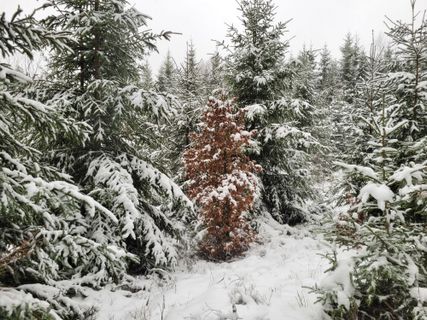 Photo de mmecki le long du parcours