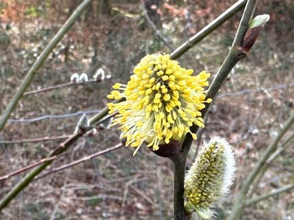 Fotografija s spletne strani Norbert Herbig na poti