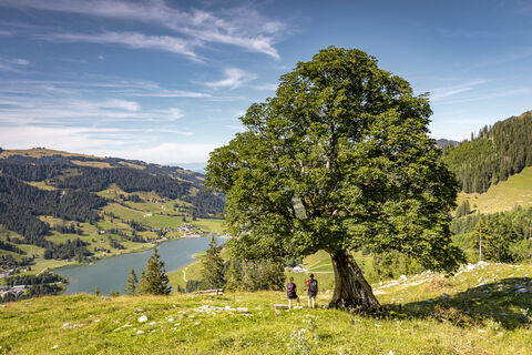 Hiihtoalue Schwarzsee / Kaiseregg Bahnen