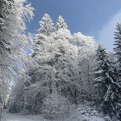 Avatar de Walter Kremsreiter