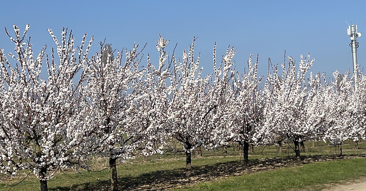 DraisFinthen Obstbäume BERGFEX Radfahren Tour RheinlandPfalz