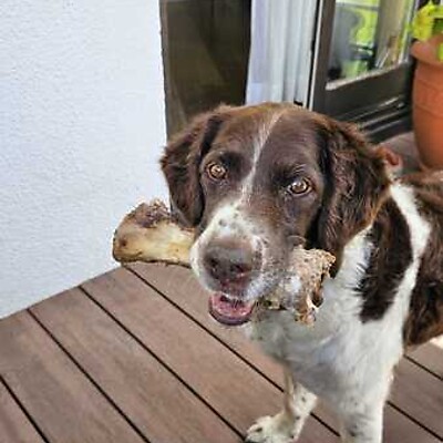 Awatar z Hannes Seiser