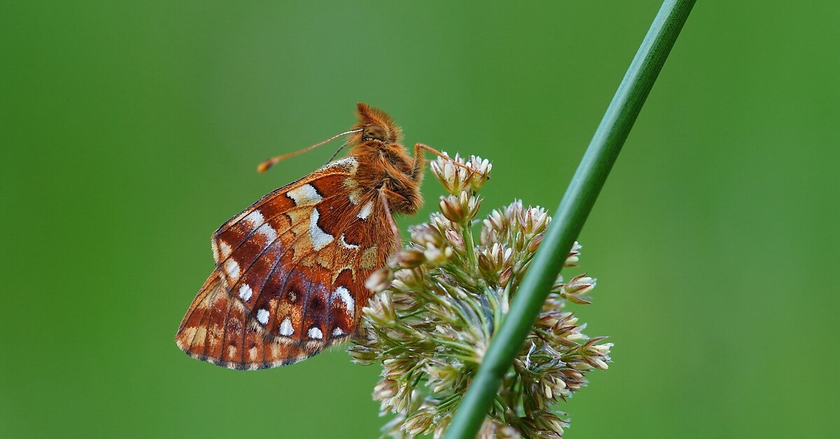 Das Große Naturforscher-Abenteuer: Insekten - BERGFEX - Themenweg ...