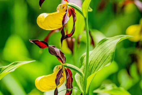 Frauenschuhgebiet in Martinau