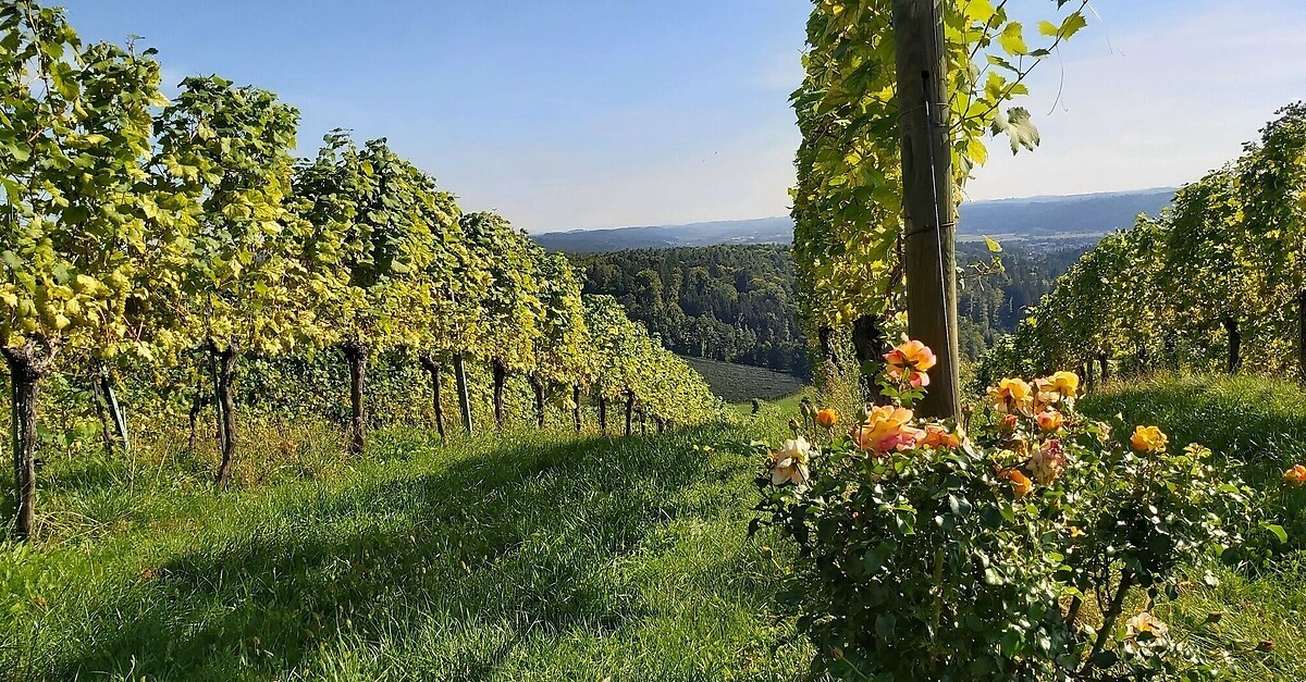 Buschenschankwandern, Gleisdorf - BERGFEX - Wanderung - Tour Steiermark