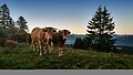 Regione estiva