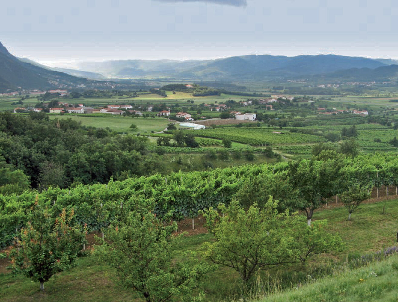 Vipava Tal