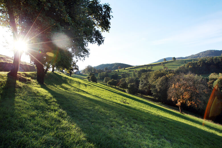 Elsbeere-Wienerwald