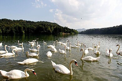 Medvode