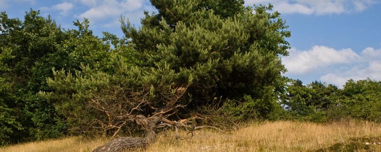 Der Harz/ Thüringen