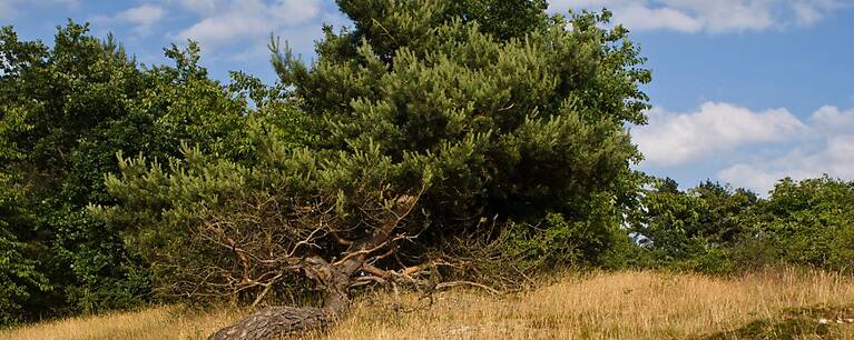Der Harz/ Thüringen