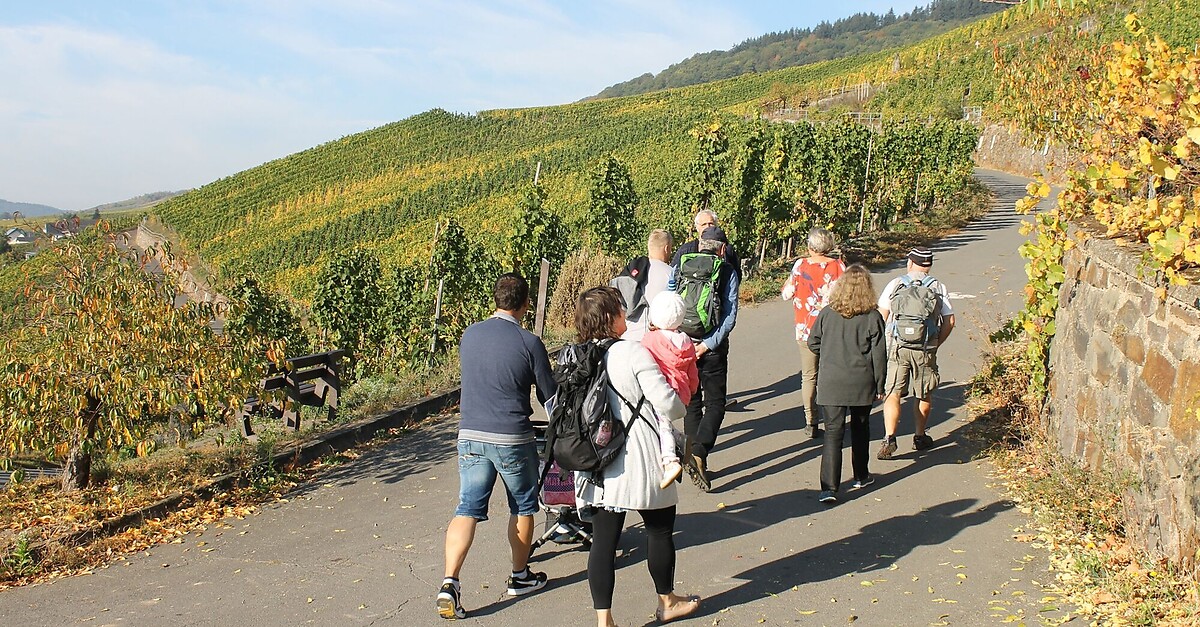 Weinbergs Rundweg Kr V Bergfex Wanderung Tour Rheinland Pfalz