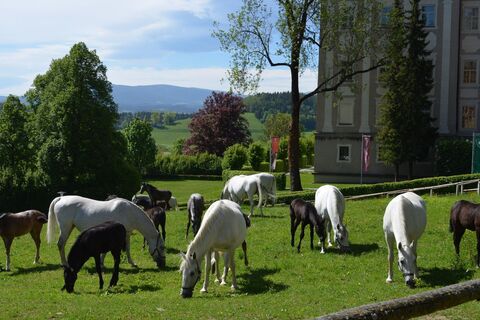Lipizzanergestüt Piber