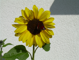 Logotyp Haus Annemarie