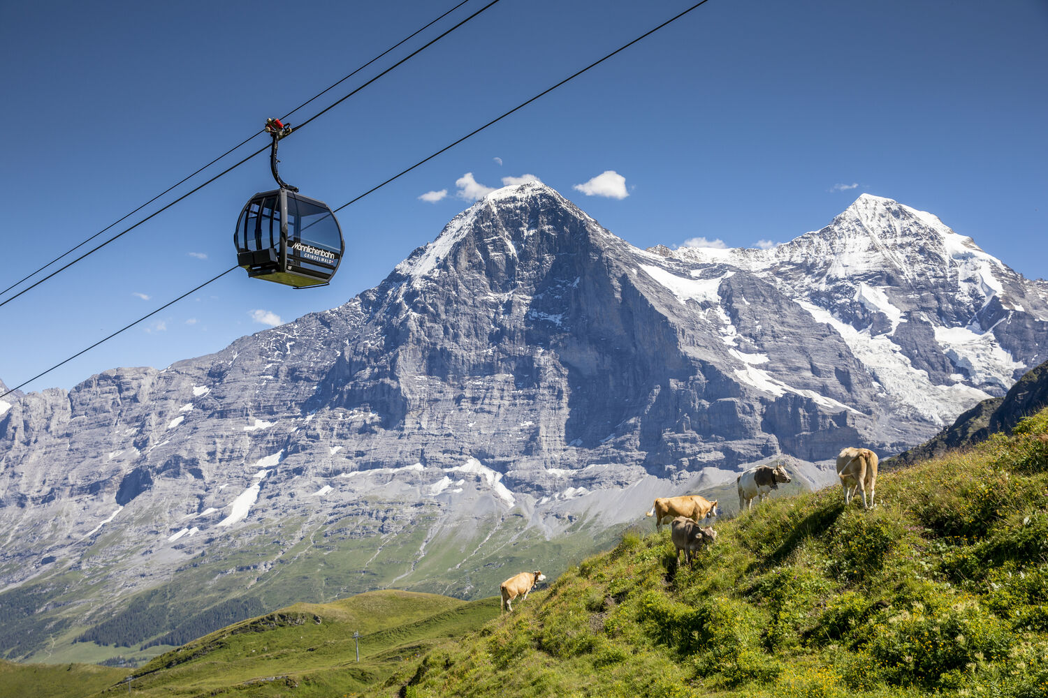 Grindelwald - Männlichen