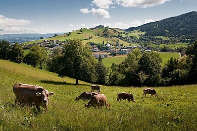 Schwarzenberg