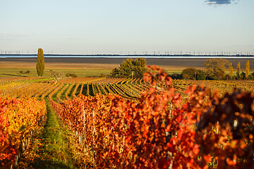Die schönsten Routen durchs Burgenland