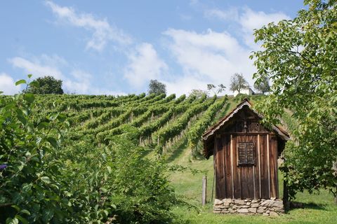 Weinberg mit Hütte