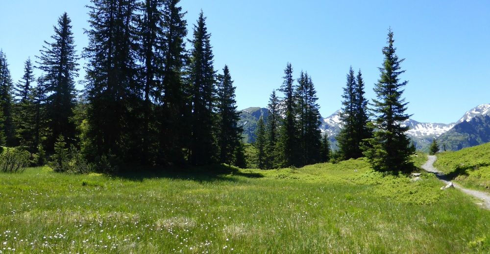 Wiegensee Kopssee BERGFEX Wanderung Tour Vorarlberg