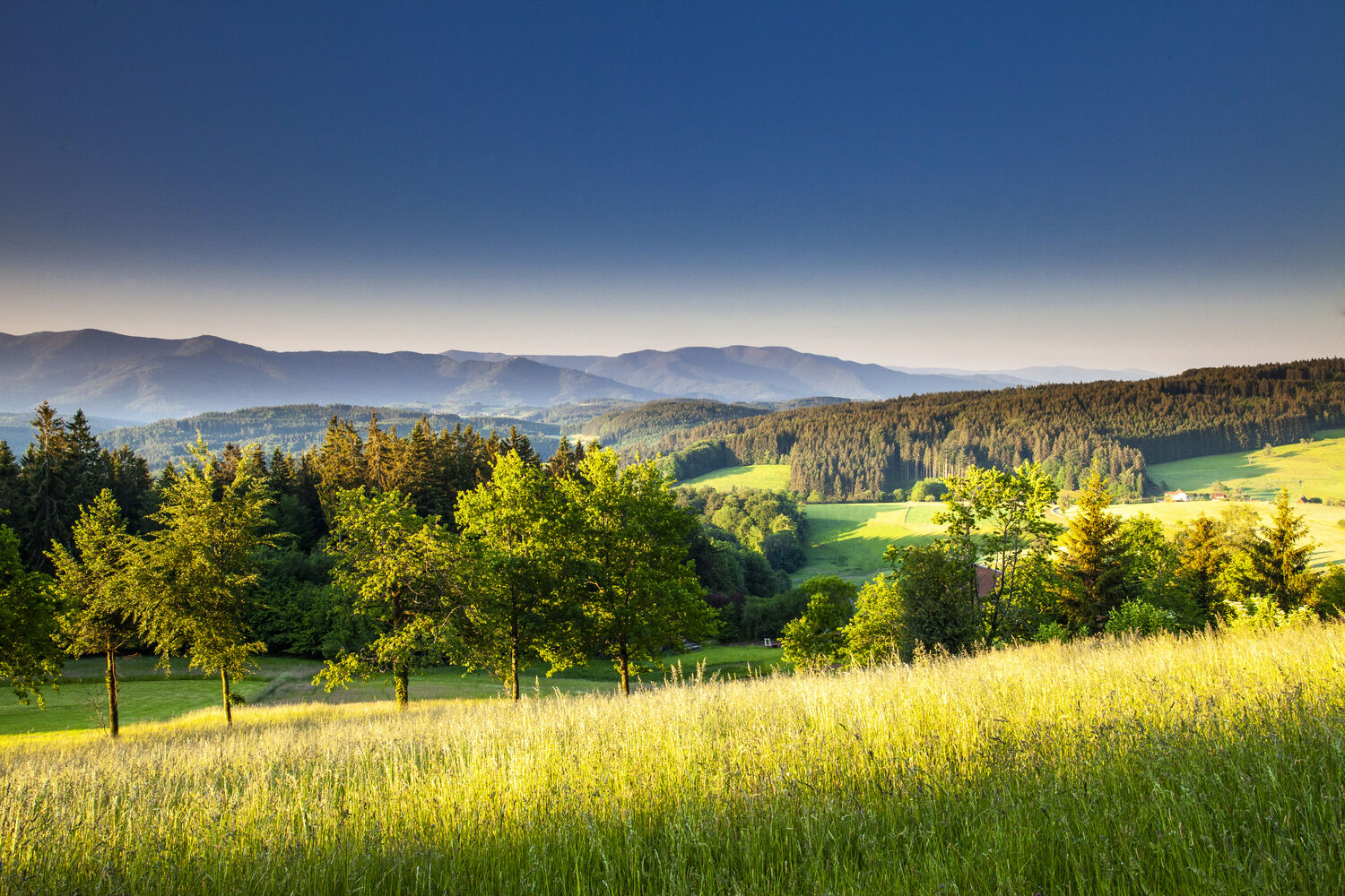 Biederbach
